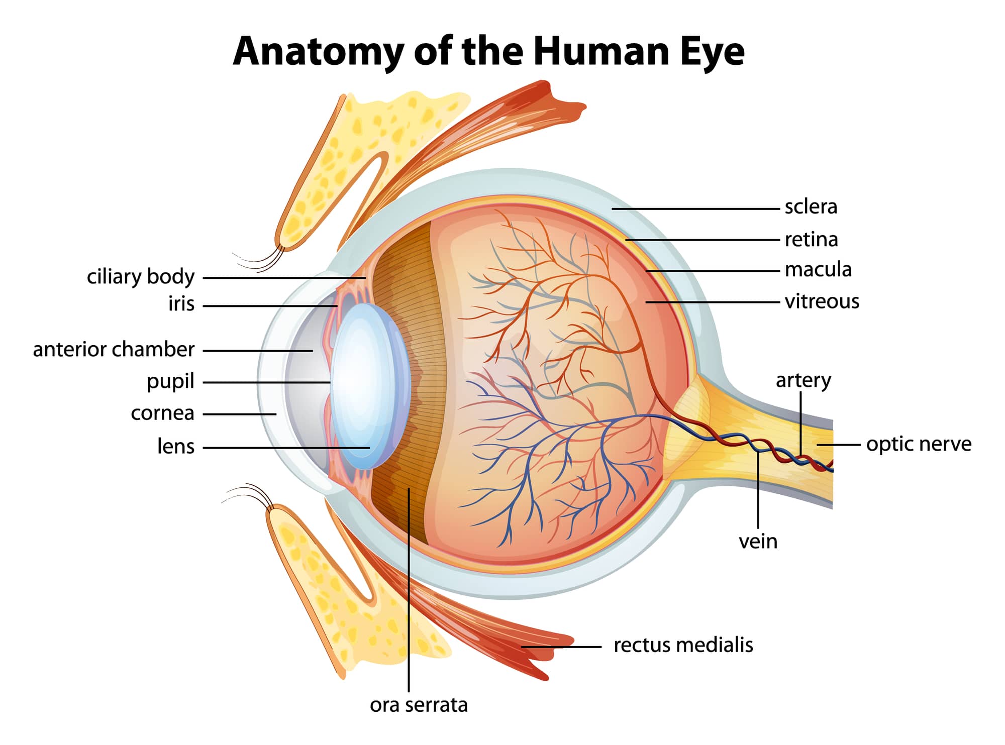 L'anatomia dell'occhio umano.