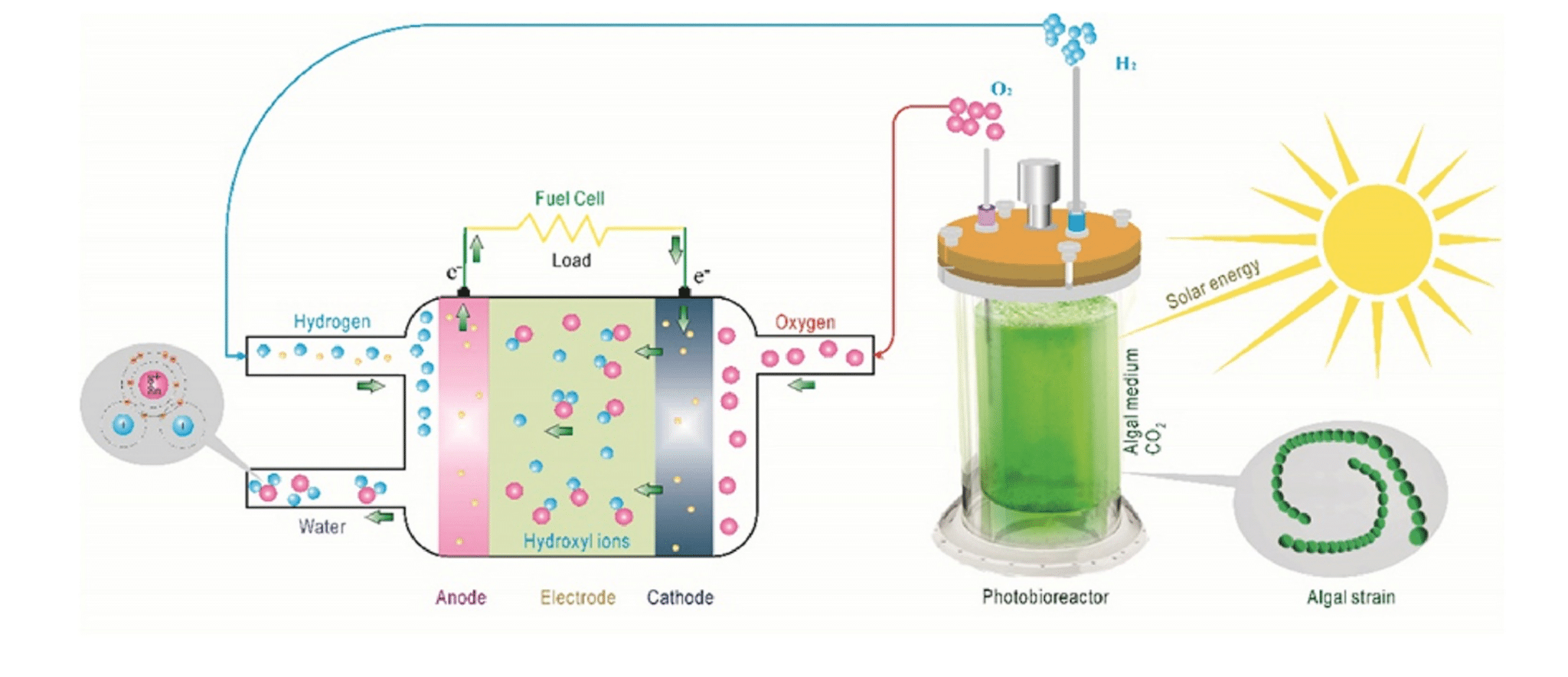 Credits: ScienceDirect - Hydrogen production from phototrophic microorganisms: Reality and perspectives