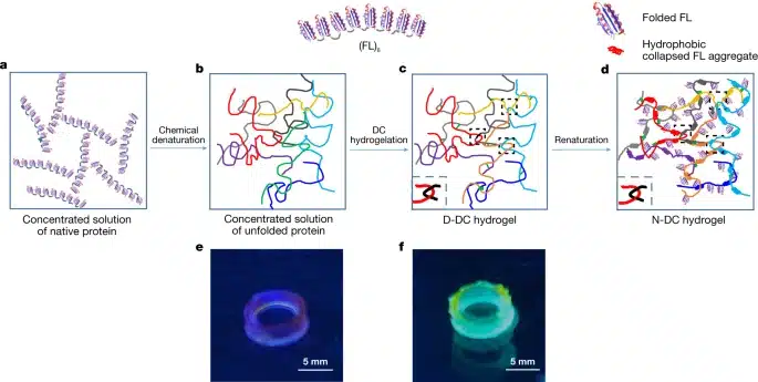 Schemi della struttura della rete a catena dell'idrogel N-DC (FL)8 - Credits - Nature