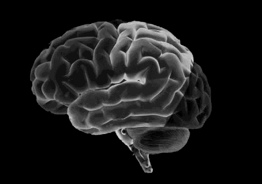 L'anatomia del cervello umano - Credits: Docsity
