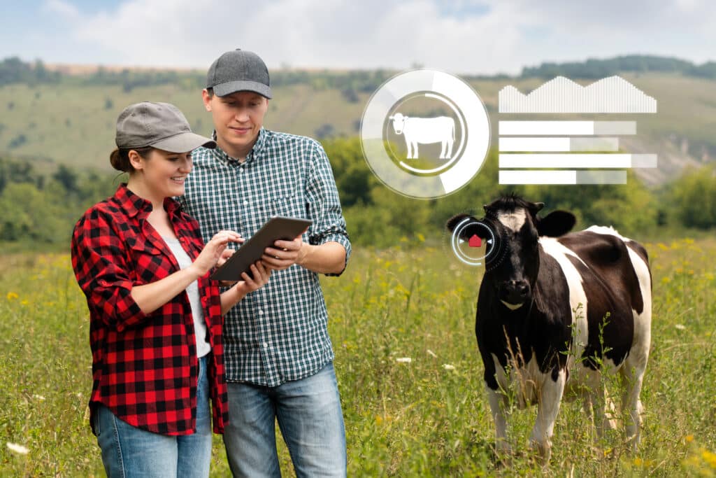 Agricoltori con tablet per il monitoraggio delle mucche al pascolo.