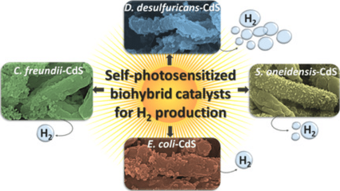 Credits: Wiley Online Library - Enhanced Light-Driven Hydrogen Production by Self-Photosensitized Biohybrid Systemsves