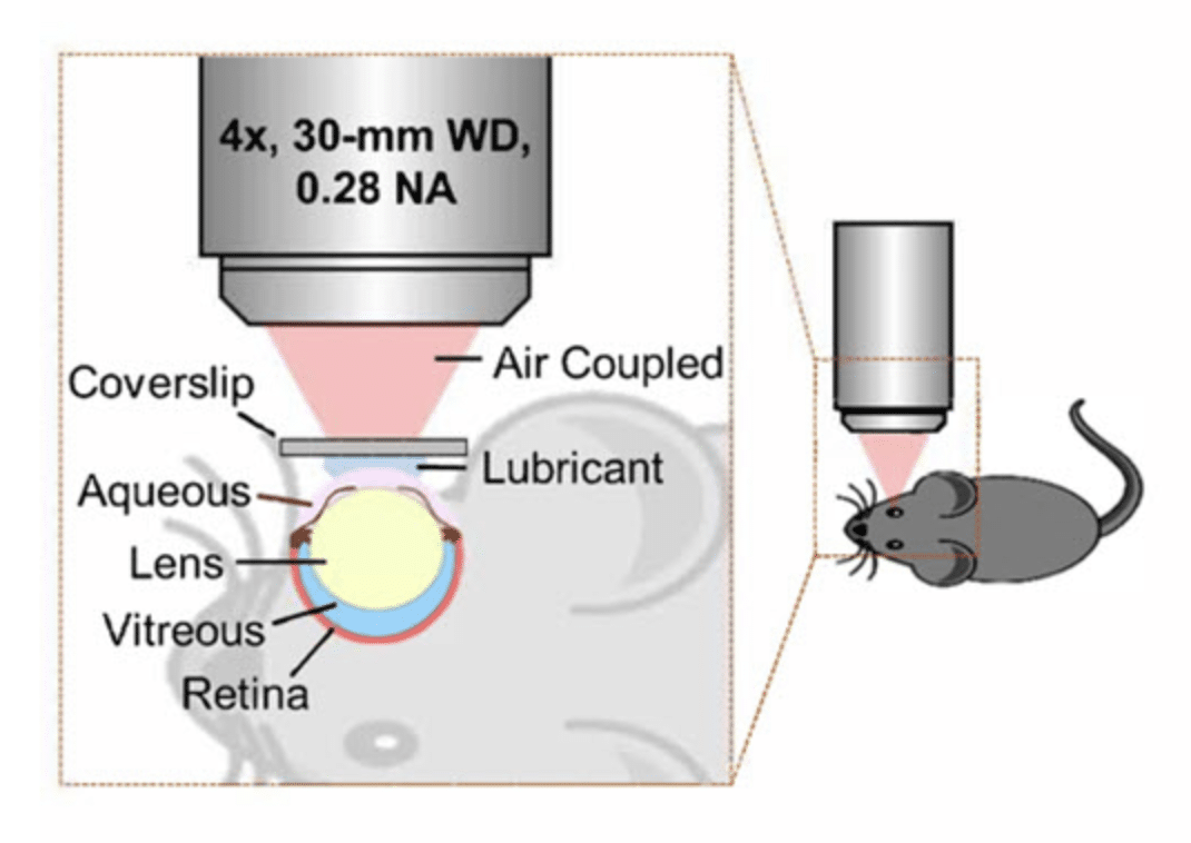 Sperimentazione sui topi dell'efficacia dell'imaging retinico nella rilevazione delle patologie cerebrovascolari - Credits: SPIE