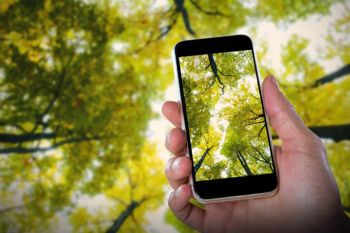 Nuove tecnologie e ambiente: come rendere la propria vita digitale eco-friendly - Close-up of hand holding mobile against low angle view of tall trees