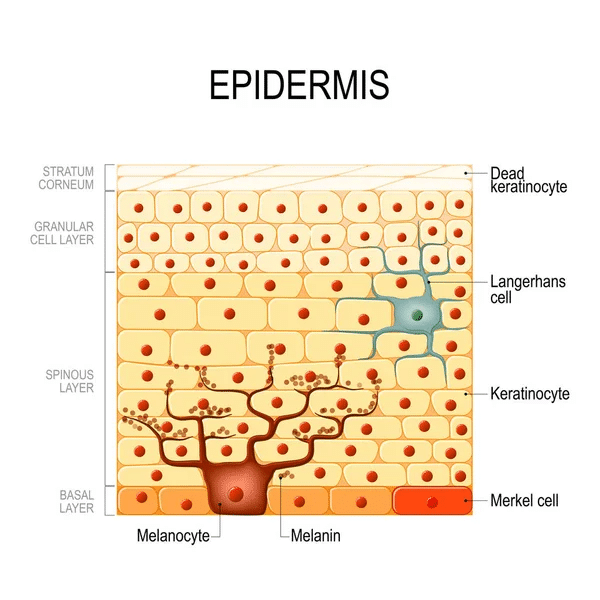 Strati dell'epidermide.