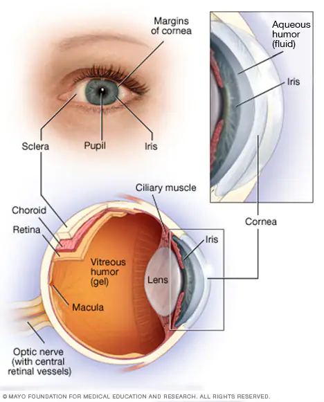 Anatomia dell'occhio umano - Credits: Mayo Clinic
