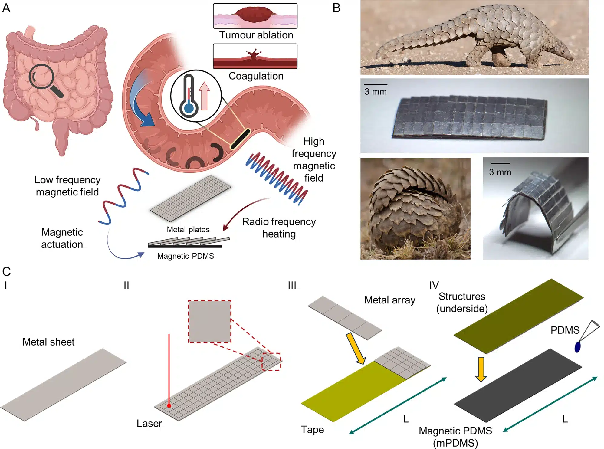 Credits: Pangolin-inspired untethered magnetic robot for on-demand biomedical heating applicationstps