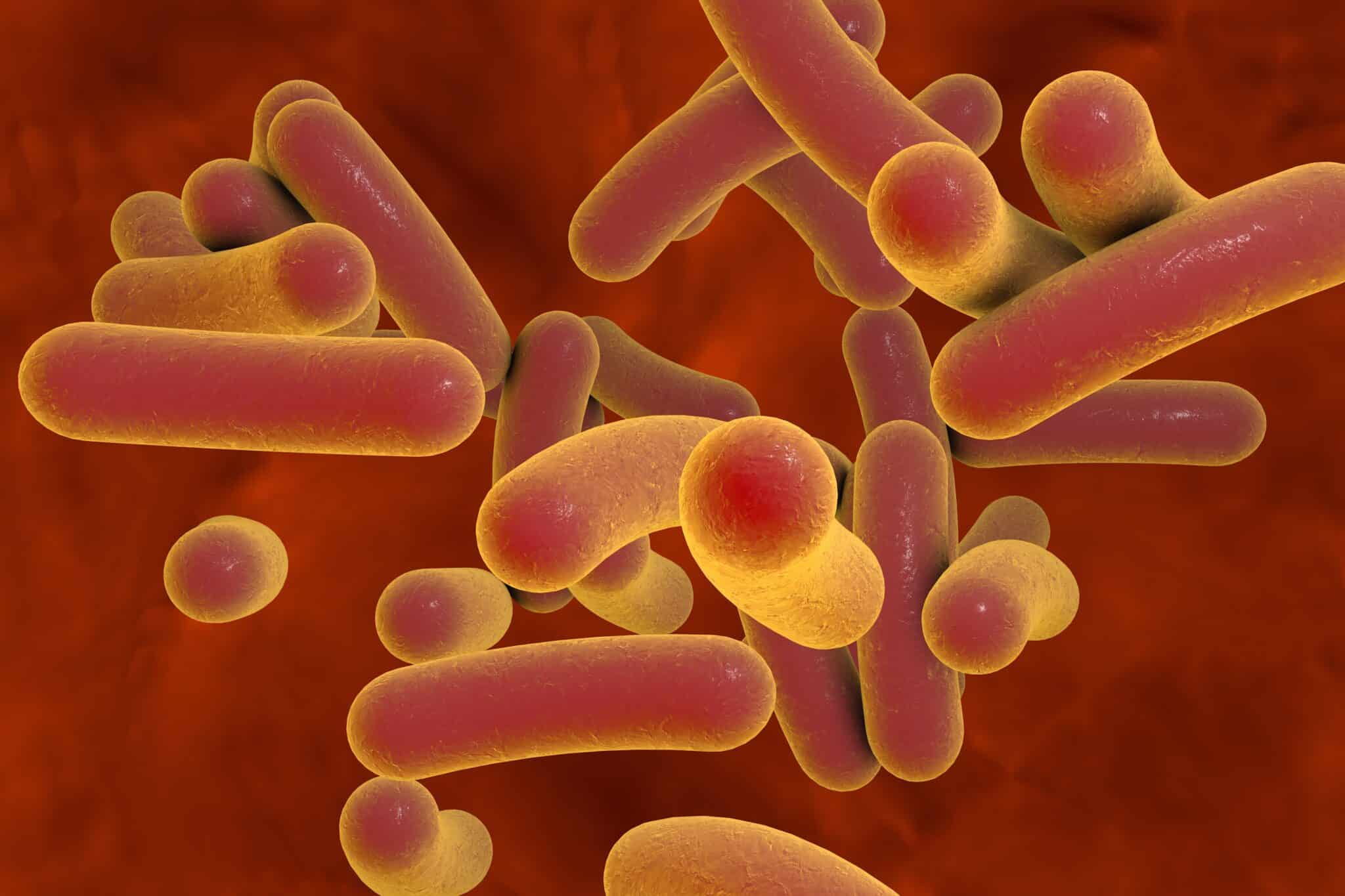 Thermotoga neapolitana: il batterio che produce energia dai rifiuti