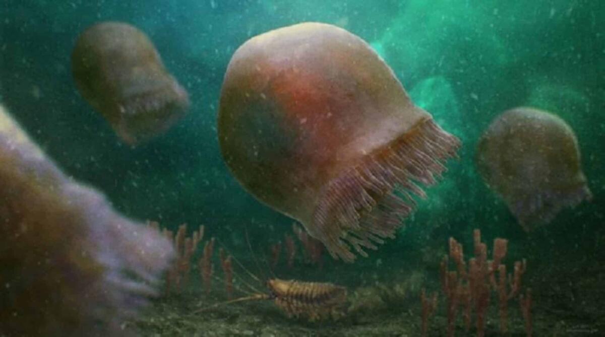 Scoperta la medusa più antica del mondo: ha 505 milioni di anni! - 