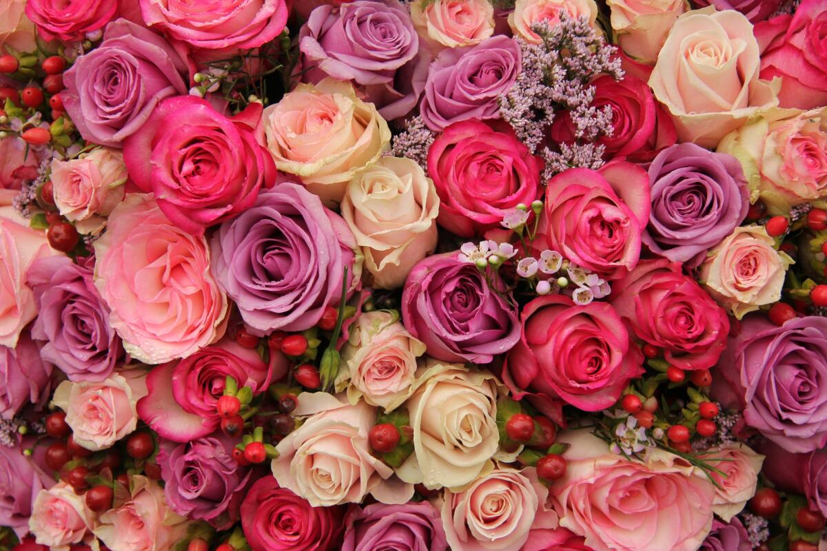 Perché le rose profumano e perché ci piacciono così tanto? - Wedding flowers: roses in various pastel colors