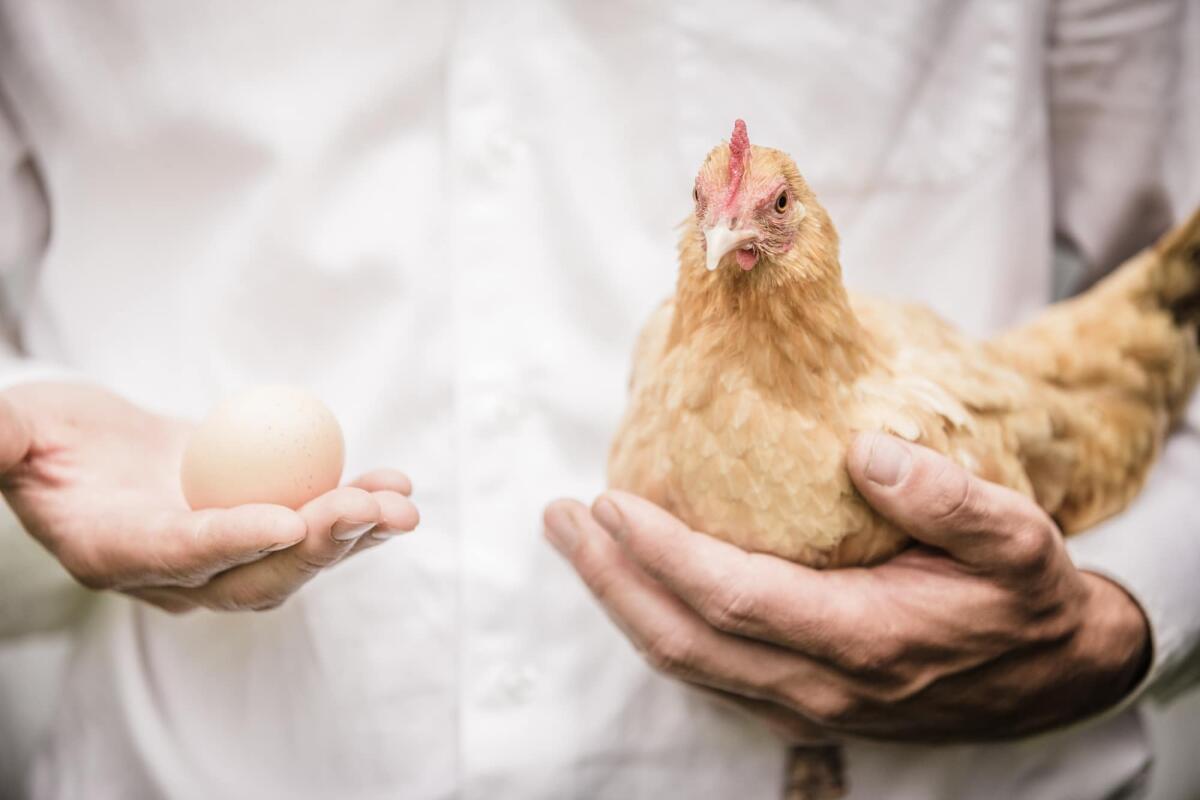 Antinomie che hanno cambiato le sorti della logica moderna - Paradox of the Chicken and the Egg Explained by a Farmer