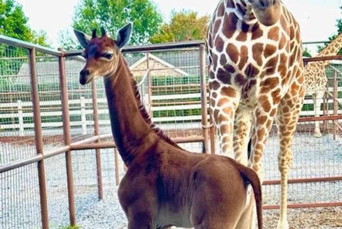 È nata una giraffa senza macchie: è un caso unico al mondo - 