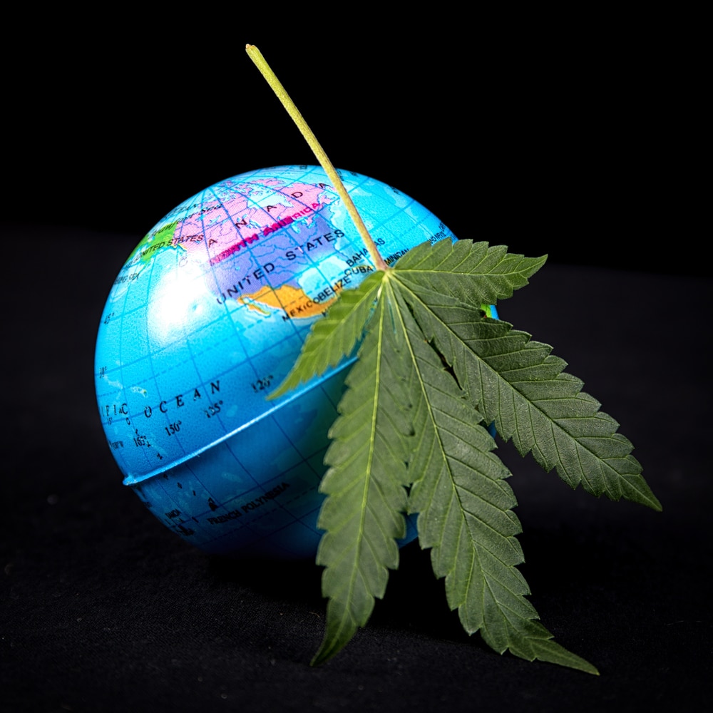 cannabis