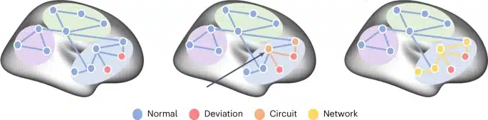 Uno schema mostra come l'eterogeneità neurale può essere caratterizzata da diverse scale. I nodi rappresentano diverse regioni del cervello, i bordi rappresentano l'accoppiamento funzionale (FC) tra i nodi. Le aree colorate corrispondono a diverse reti fu