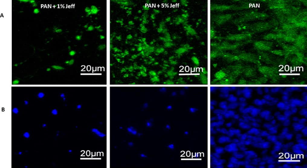 Immagini rappresentative di cellule ARPE-19 colorate in modo fluorescente in coltura su ENS non trattato con FA. Le cellule sono state coltivate per 150 giorni su ENS, dopo di che le cellule vive sono state etichettate con colorante fluorescente verde (CF