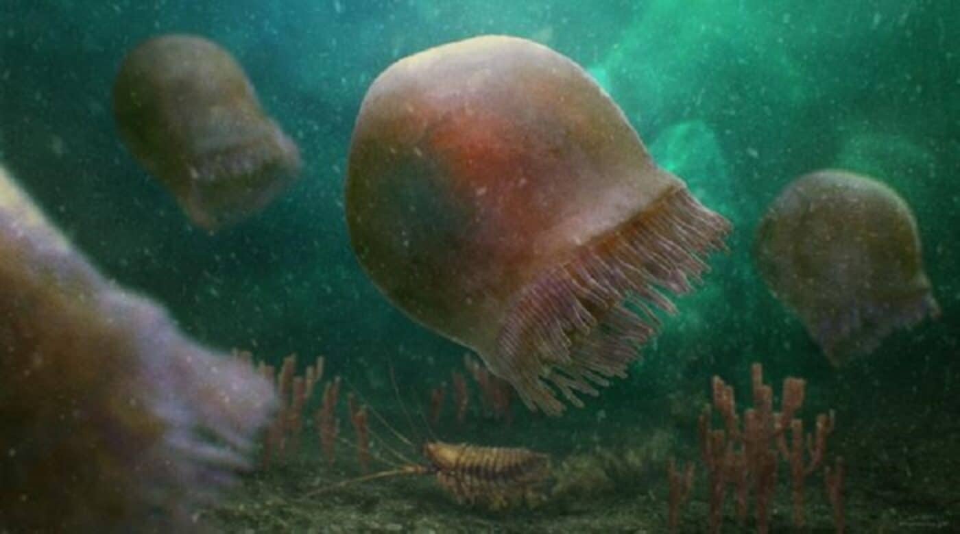 Ricostruzione della Burgessomedusa phasmiformis Credit: Christian McCall
