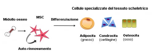 In figura la differenziazione delle cellule staminali mesenchimali -  Credits: EuroStemCell
