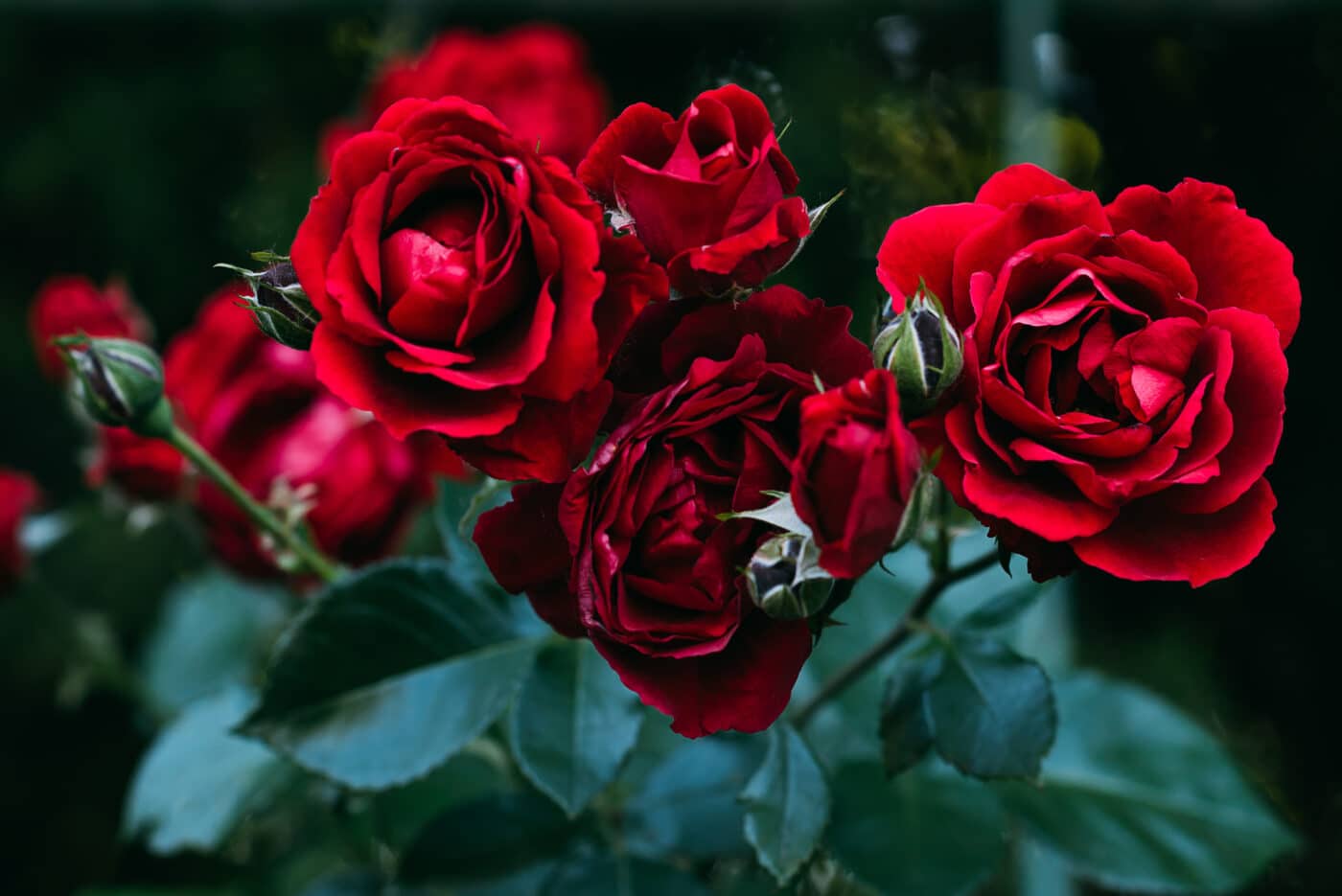 Perché le rose profumano e perché ci piacciono così tanto?