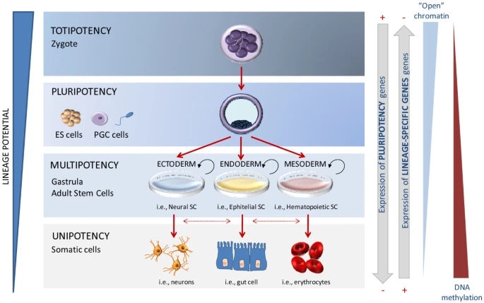 In figura sono visibili le diverse tipologie di cellule staminali - Credits: Stem Cell Research & Therapy