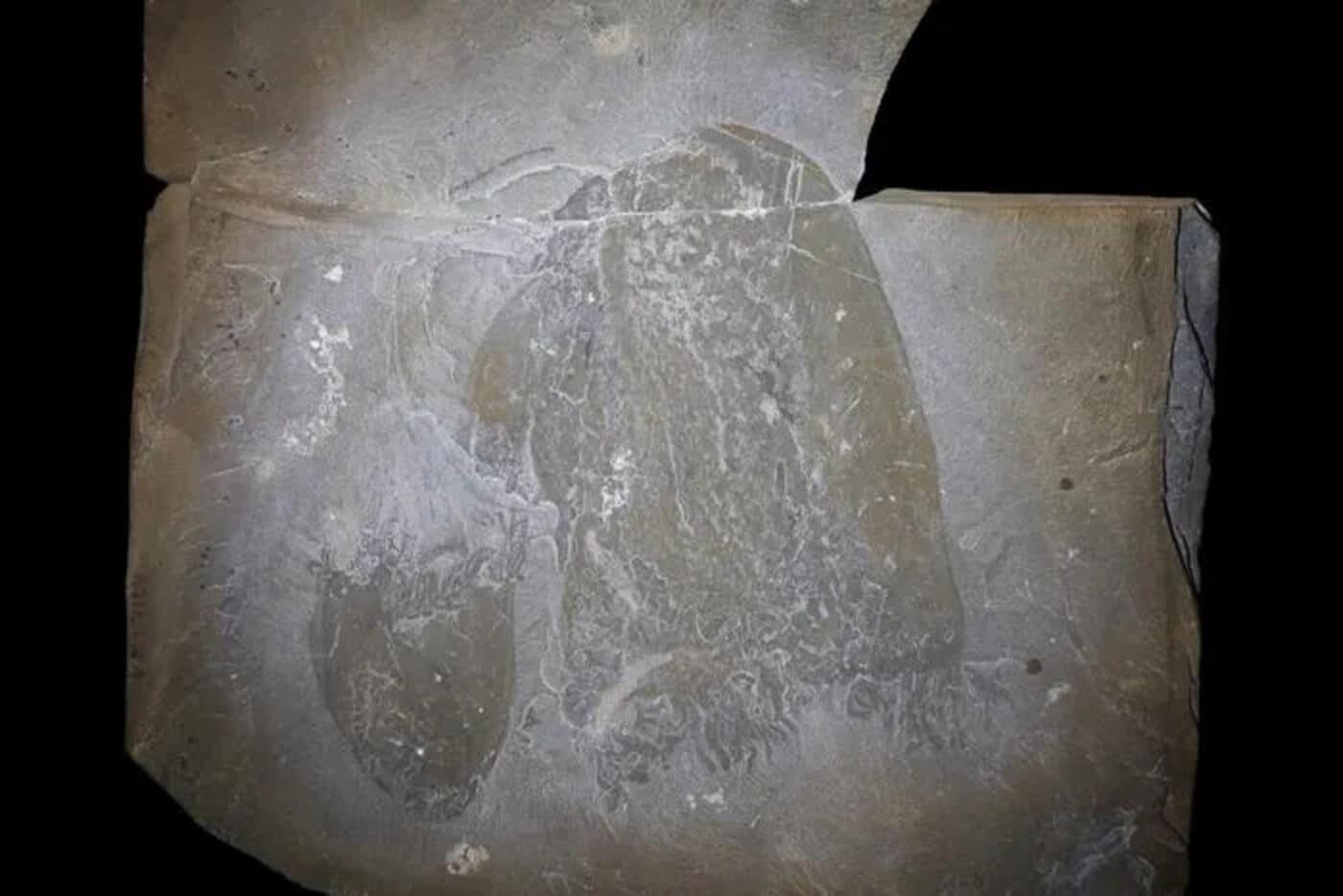 Credits: Jean-Bernard Caron, Royal Ontario Museum