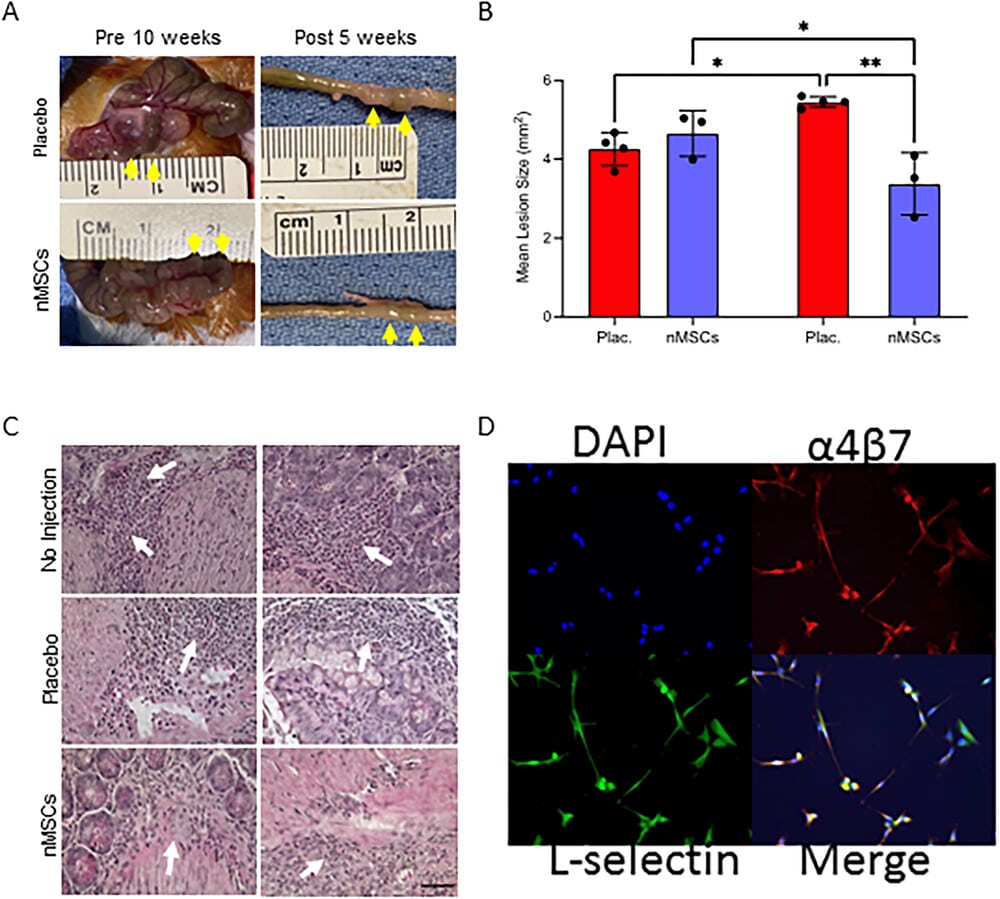 Stato di ileite dopo iniezione diretta delle nMSC nei topi SAMP: A,B) Immagini rappresentative della lesione del tessuto intestinale a 5 settimane dopo una singola iniezione di nMSC nei topi SAMP. La guarigione della ferita da lesione da ilelite è stata a