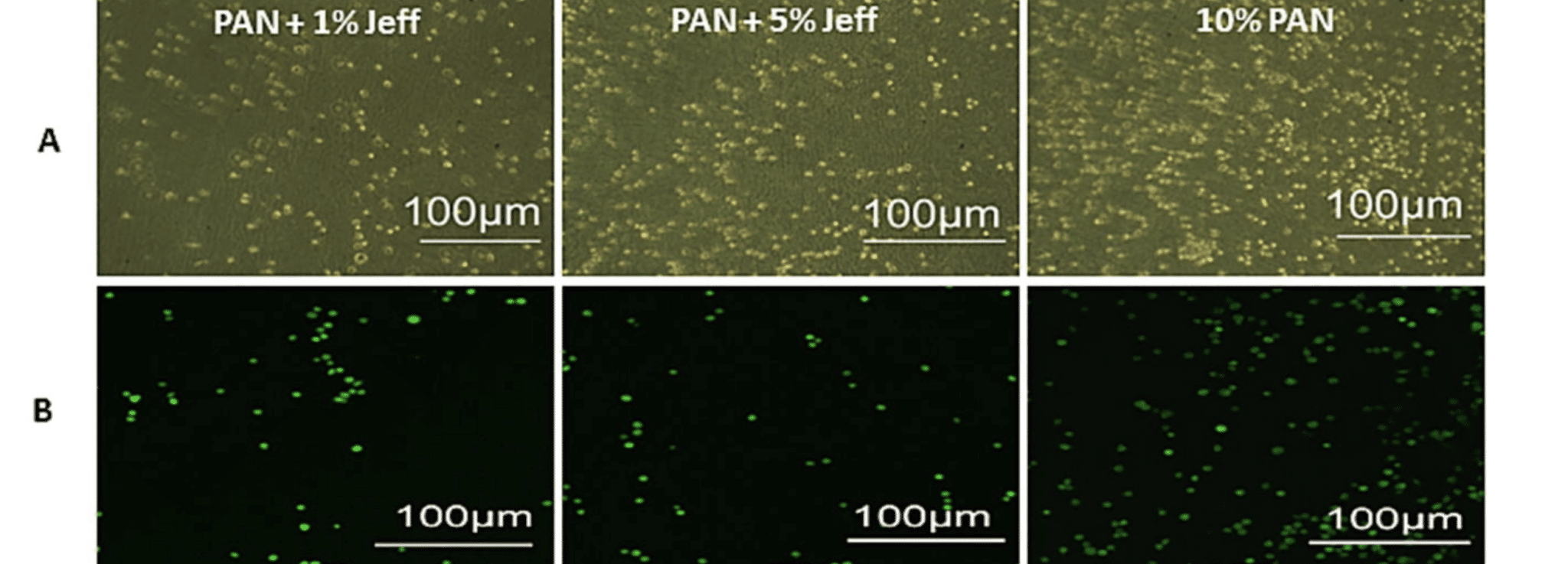 Immagini rappresentative di cellule ARPE-19 vive non colorate e colorate in modo fluorescente in coltura con scaffolds di nanofibre elettrofilate ultrasottili sospese trattato con FA. Sono mostrate le cellule non etichettate osservate 5 minuti dopo la sem