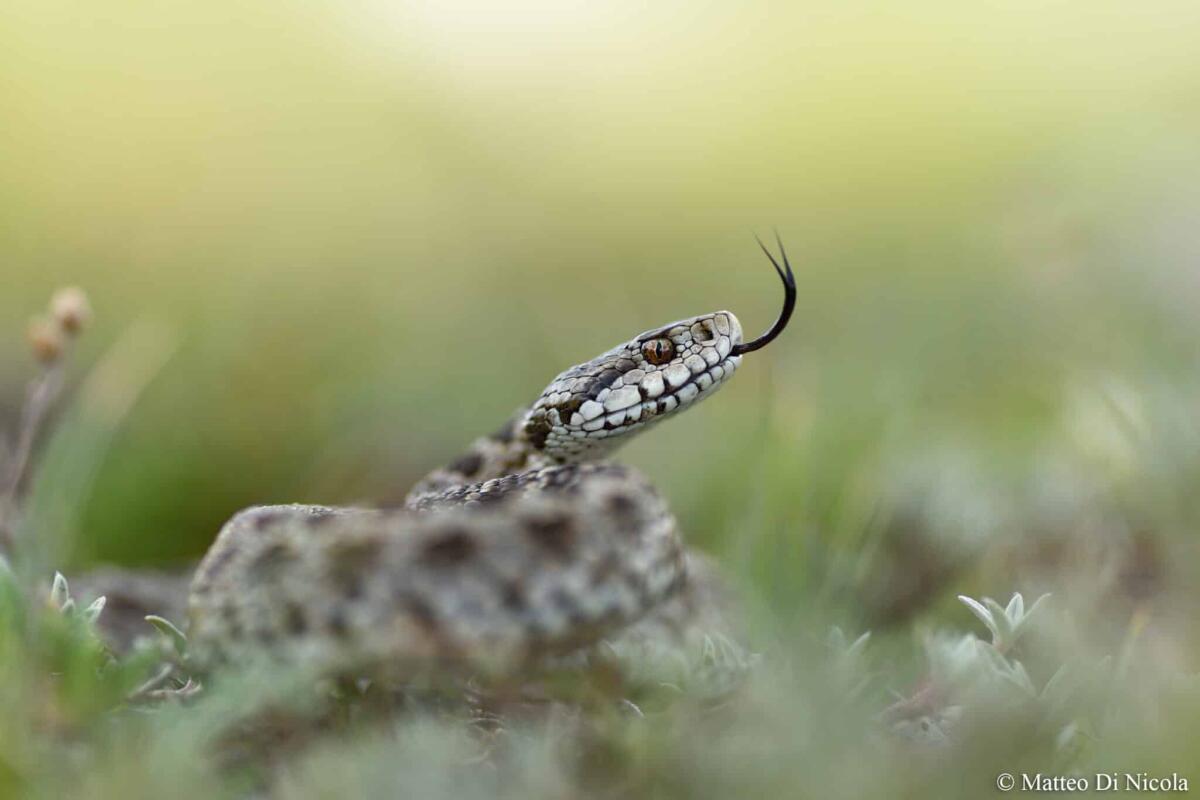 La Vipera dell'Orsini: l'impegno di Sebastian Colnaghi per la sua tutela - 