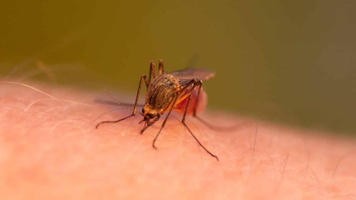 Virus del Dengue: 132 i casi accertati in Italia - Close-up shot of a mosquito blood sucking on human skin