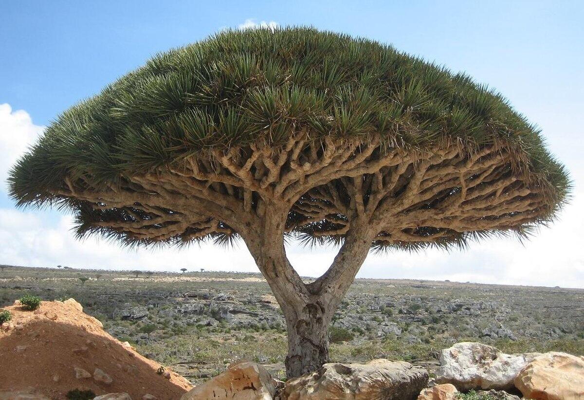 Socotra: il misterioso albero alieno - 