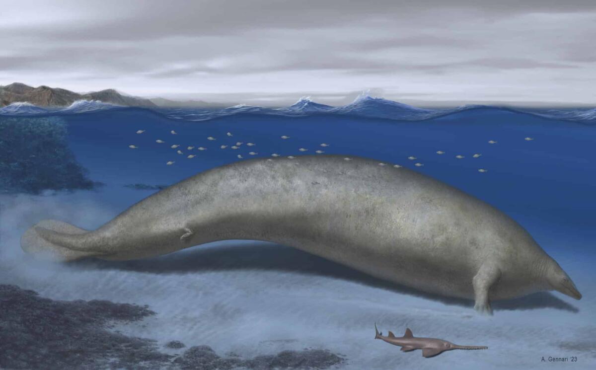 Perucetus Colossus: scoperto in Perù il mammifero più pesante mai esistito sulla Terra - 