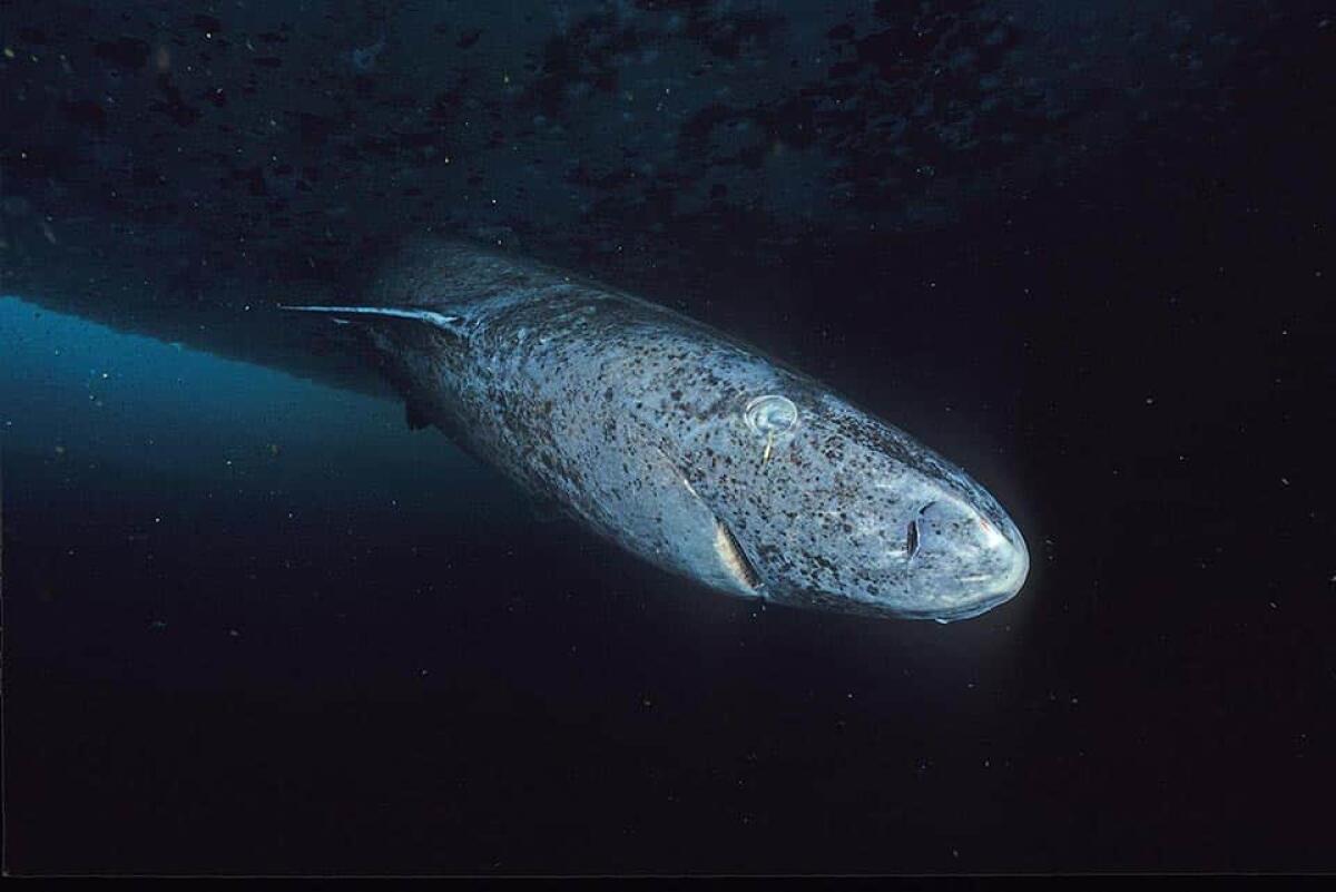 Lo squalo più antico del mondo scoperto nei Caraibi - 