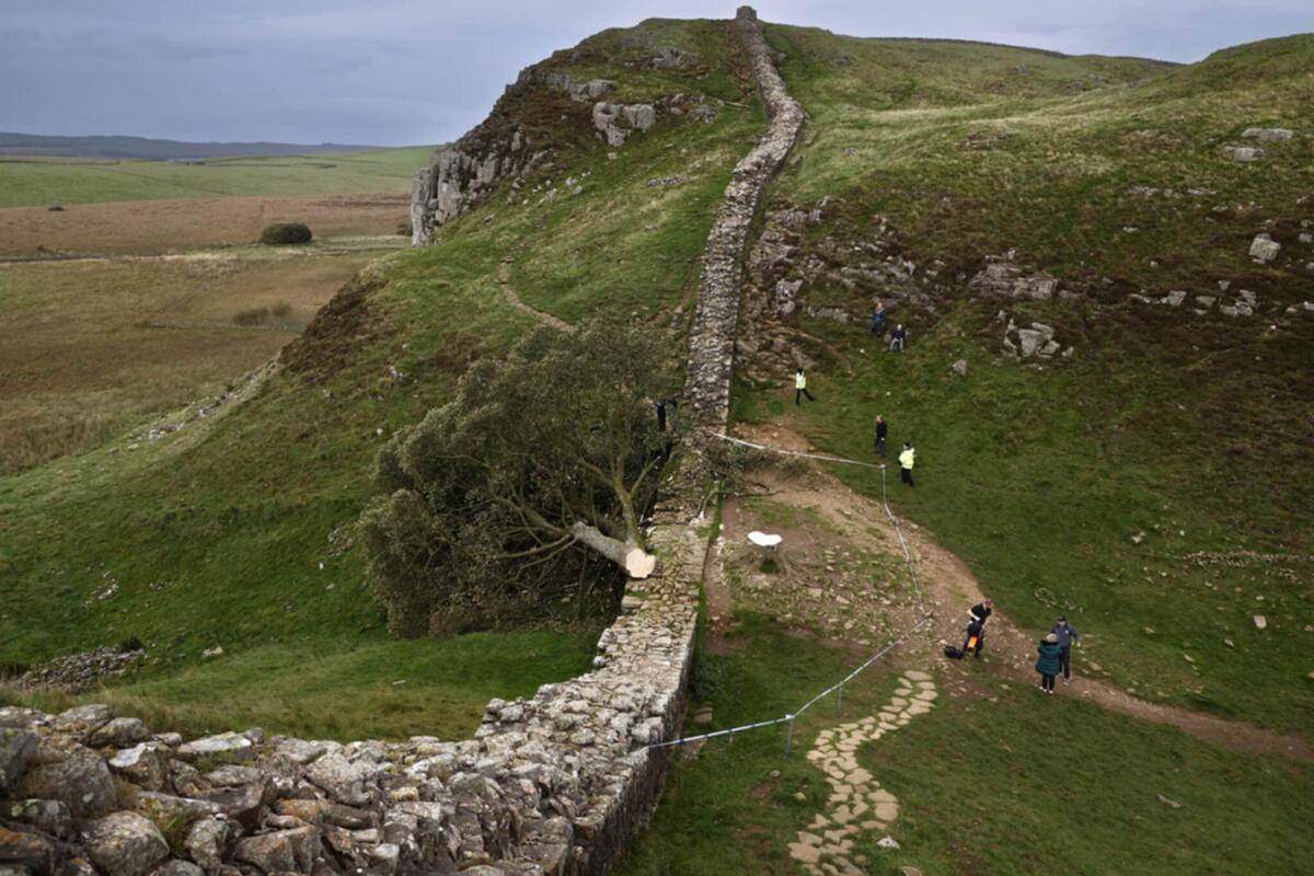 Albero di Robin Hood abbattuto, è stato un atto di vandalismo - NORTHUMBERLAND, ENGLAND - SEPTEMBER 28: 'Sycamore Gap' tree on Hadrian's Wall now lies on the ground, leaving behind only a stump in the spot it once proudly stood on September 28, 2023 northeast of Northumberland, England. The tree, which was appare