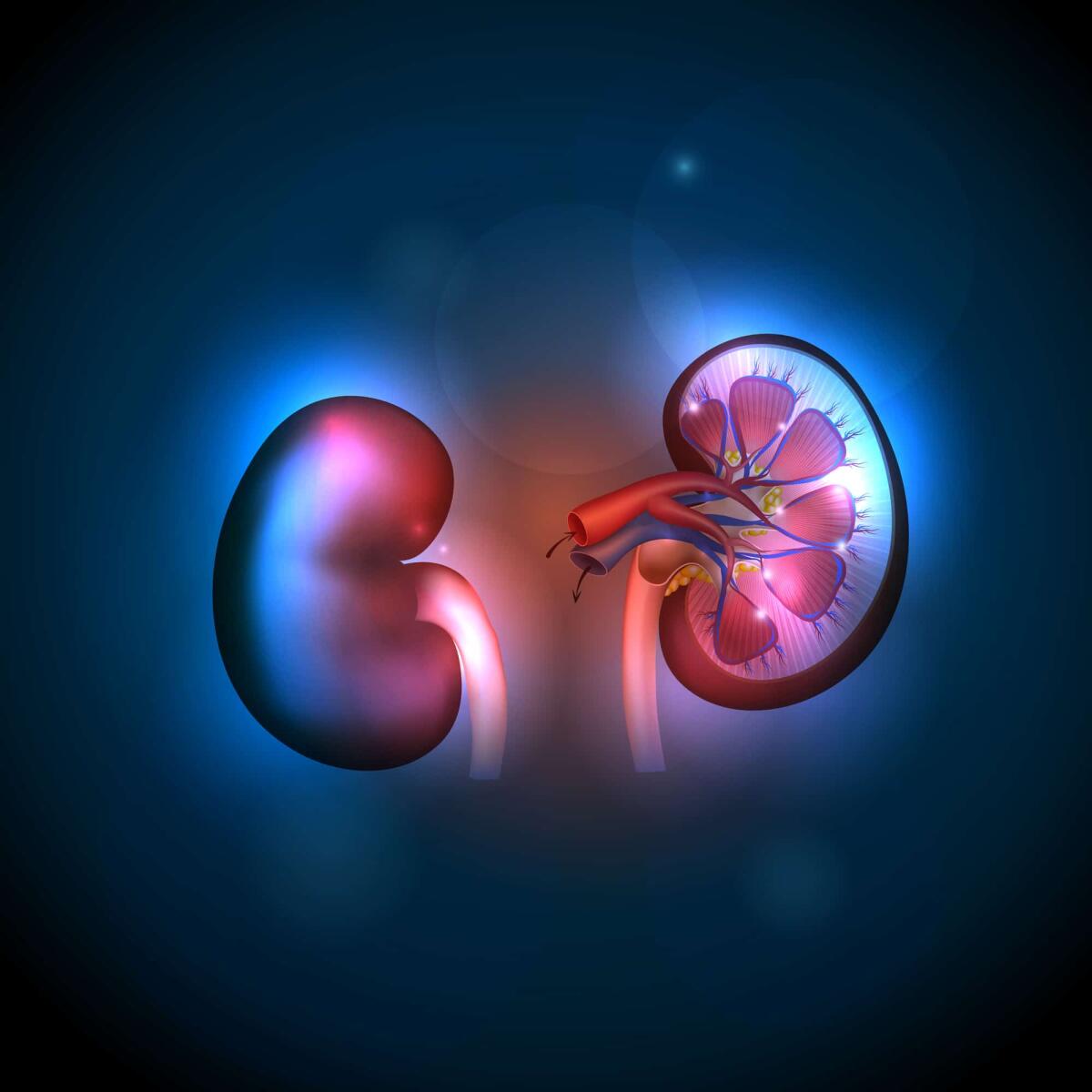 Reninoma: studiato per la prima volta il suo codice genetico - 