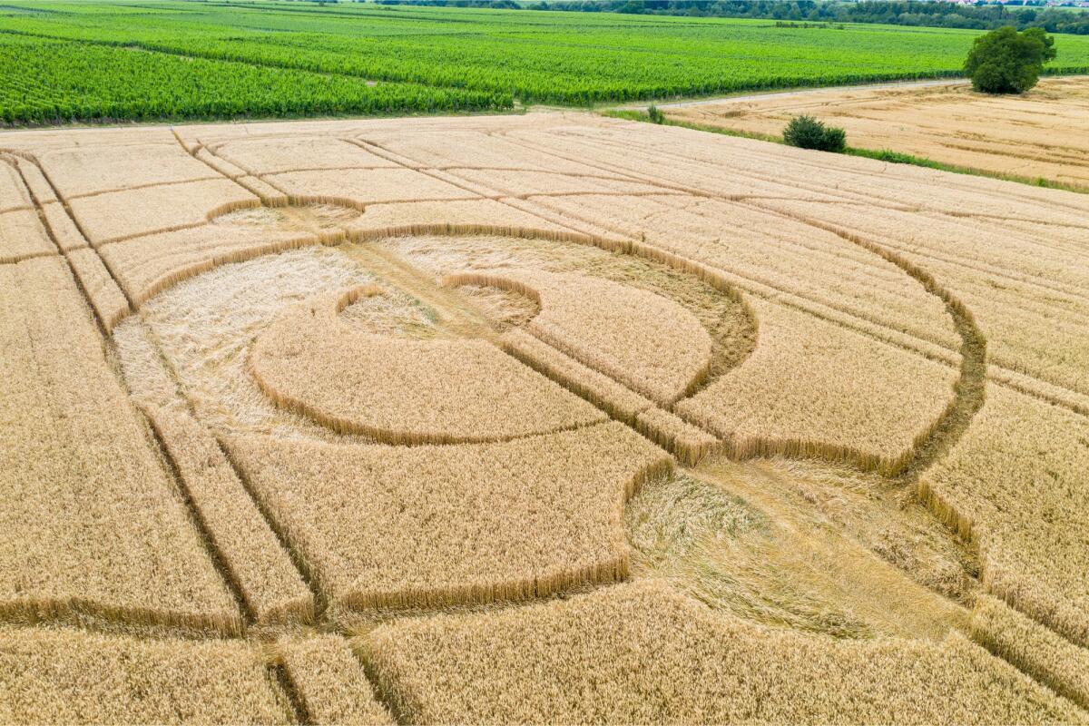 Cerchi nel grano: gli alieni esistono e si chiamano Doug e Dave - An image of crop circles field Alsace France