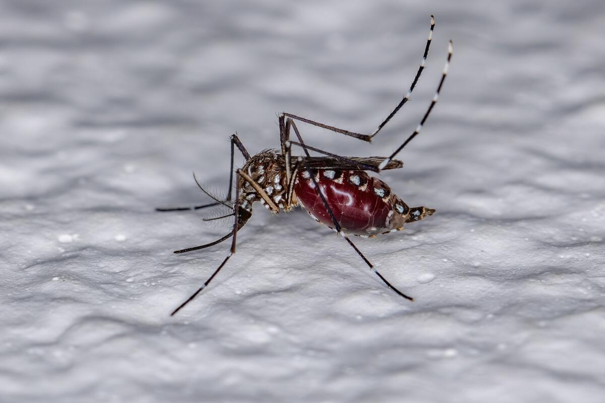 Zanzara Aedes Aegypti: nuovo studio su trasmissione di virus - Zanzara Aedes Aegypti