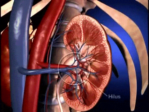 Struttura anatomica del rene - Credits: https://sidazeroth.wixsite.com/physiologypirate/physio