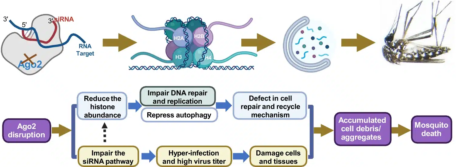 Un modello proposto che riassume la morte indotta da arbovirus nelle zanzare con Ago2 in deficit - Credits: Nature communications