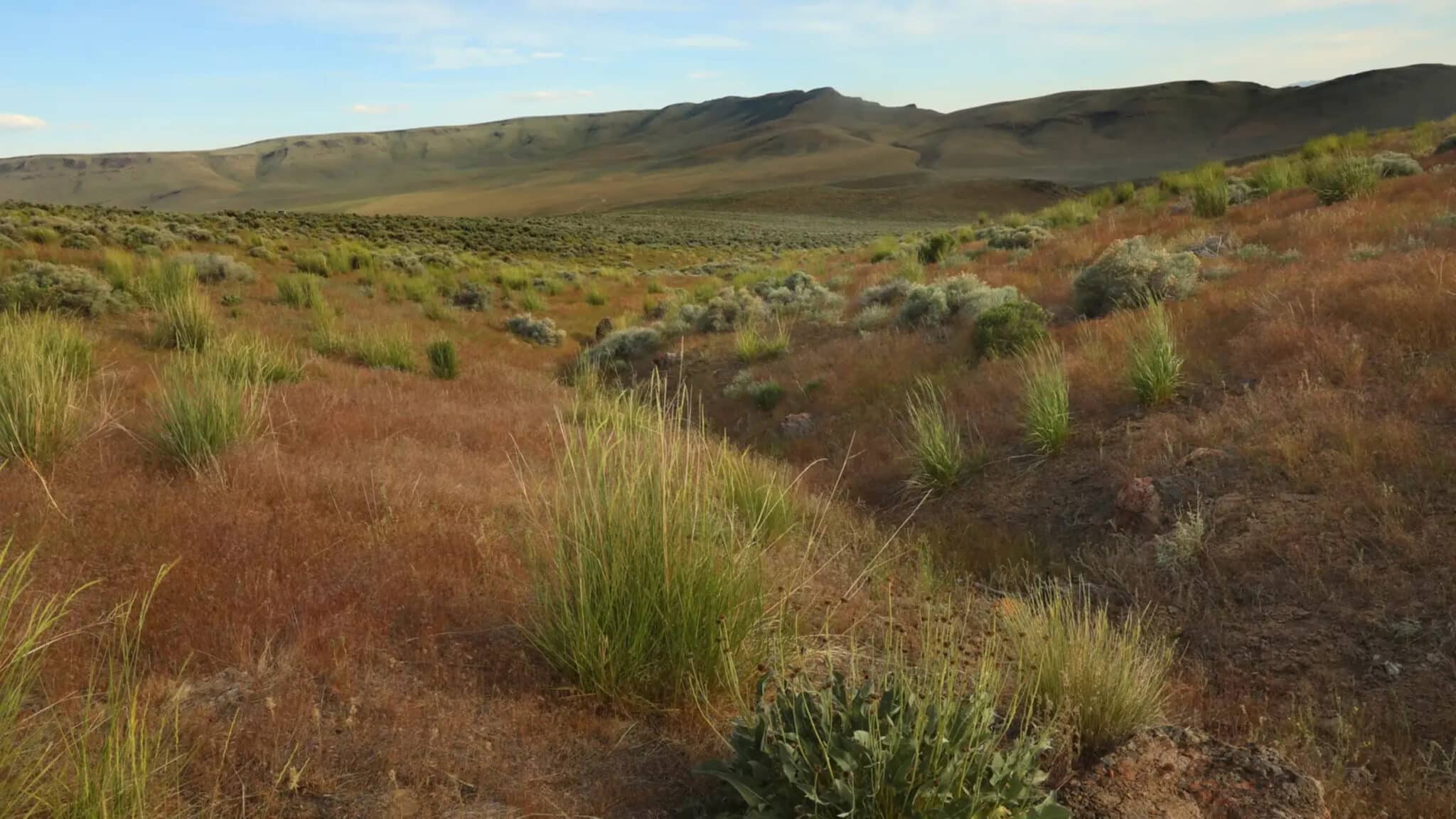 L'area della riserva di litio in NevadaCredits: Carolyn Cole/Getty Images