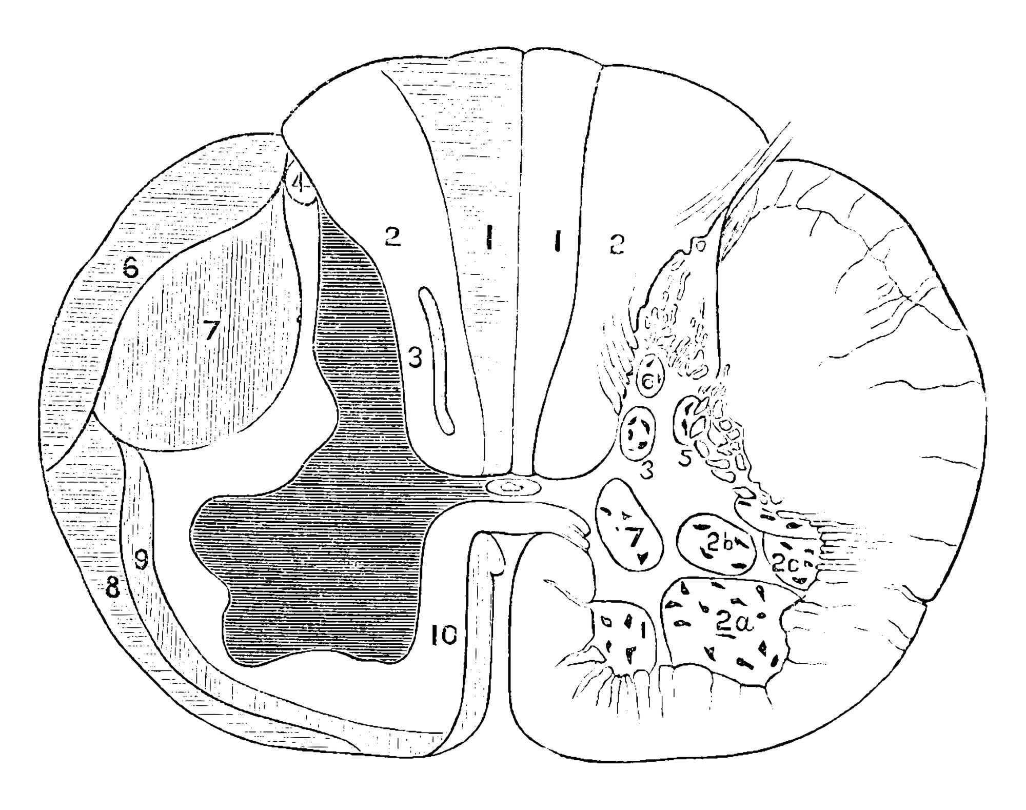 Sezione anatomica di midollo spinale.