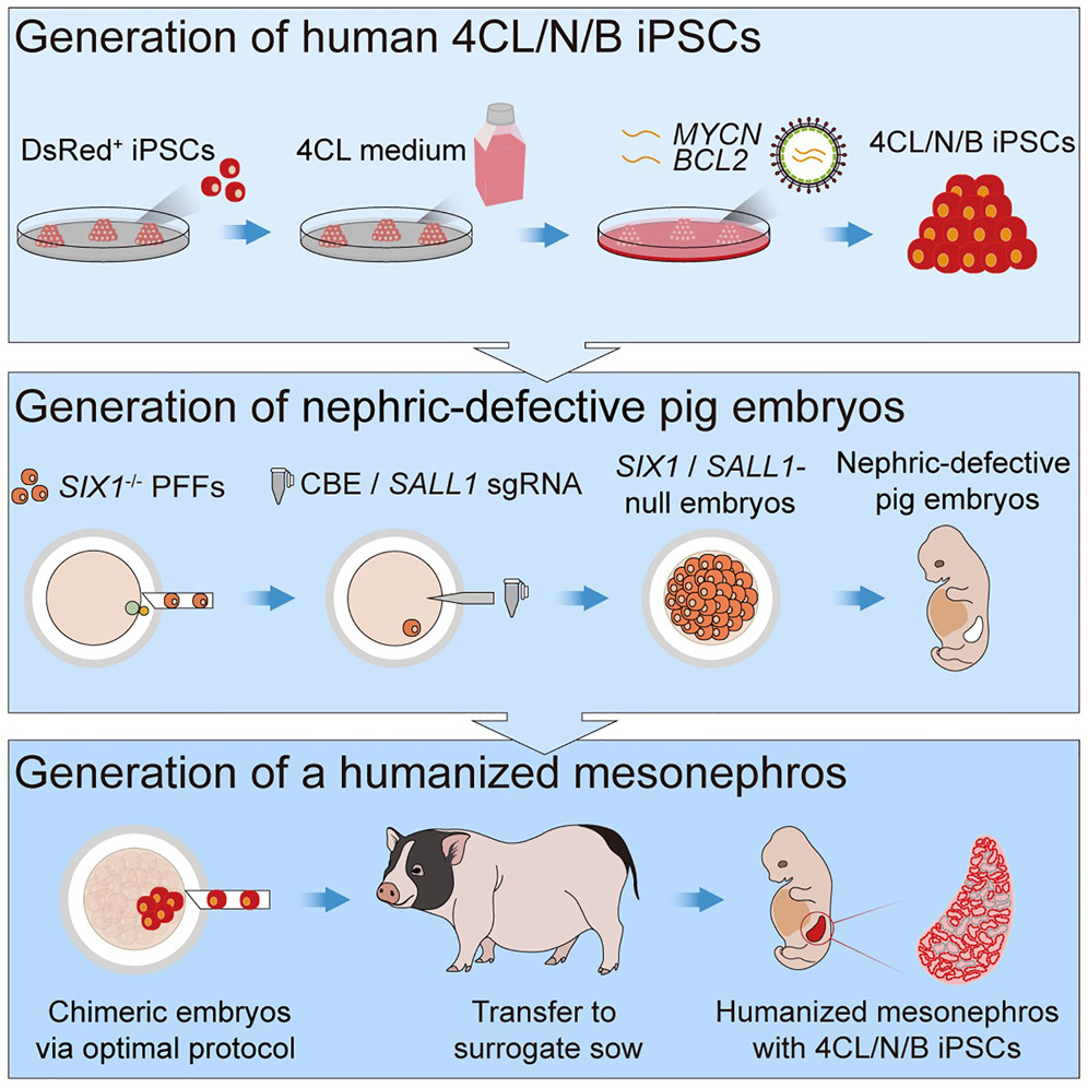 Il processo adoperato per ottenere l'organo umanizzato. Credits: Cell Stem Cell
