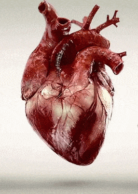 Cuore umano che batte - Credits: Tenor