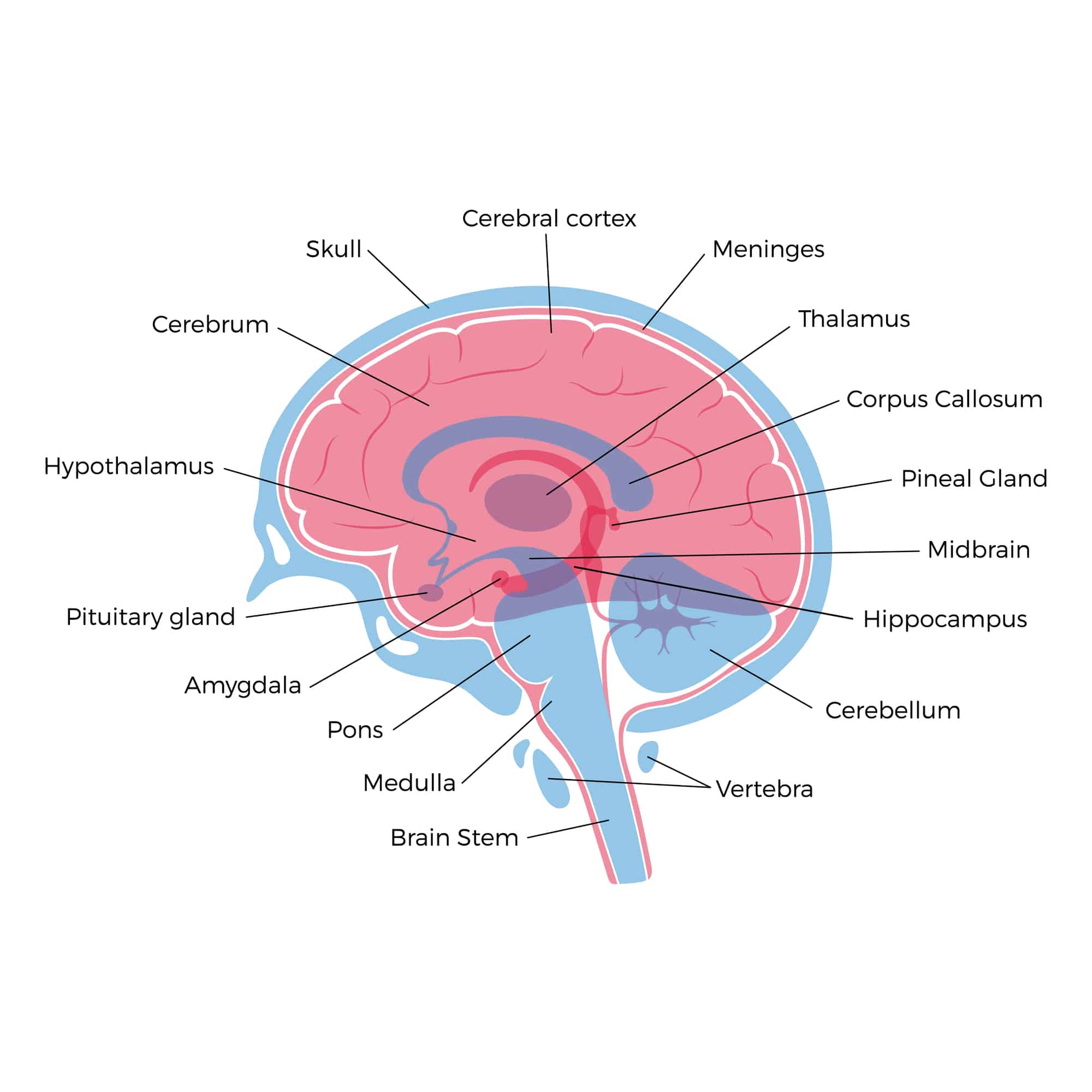 Struttura anatomica del cervello umano.