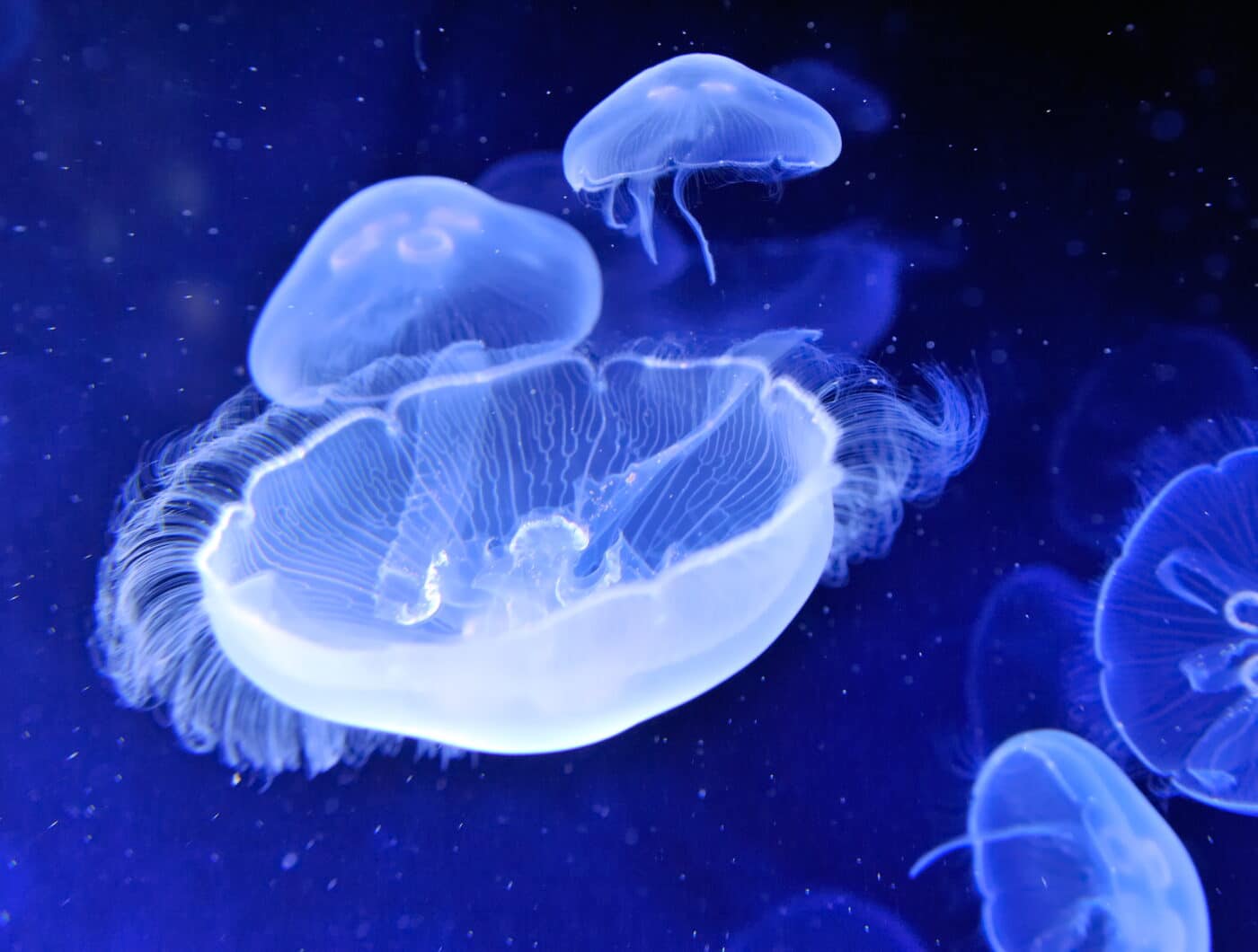 Meduse  che emettono fluorescenza che sta alla base della FRET