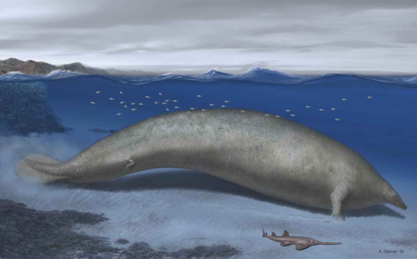 In questa illustrazione artistica del 2023 realizzata da Alberto Gennari, Perucetus Colossus è ricostruito nel suo habitat costiero, con una lunghezza corporea stimata di circa 20 metri. I ricercatori hanno descritto la nuova specie chiamata Perucetus col