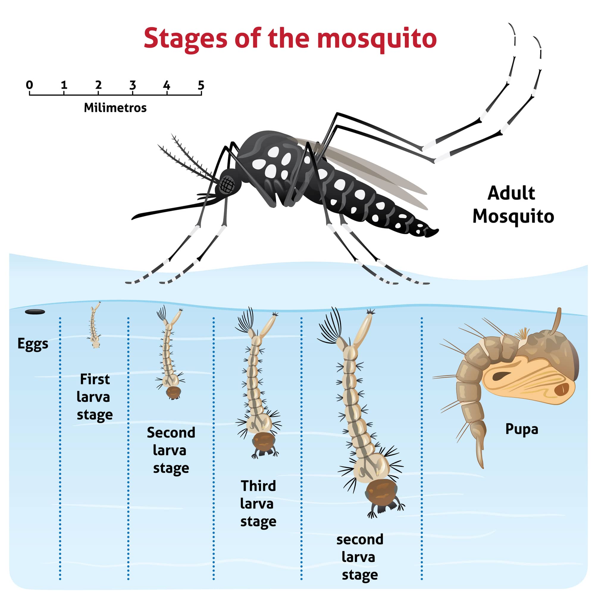 Fasi della crescita della zanzara Aedes Aegypti.