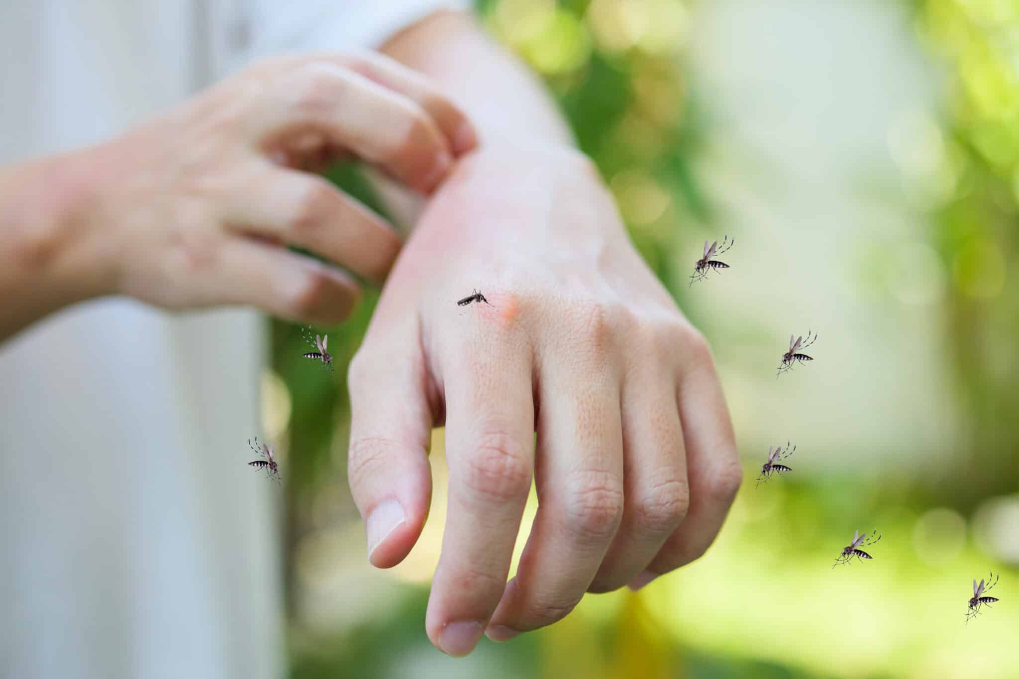 Virus del Dengue
