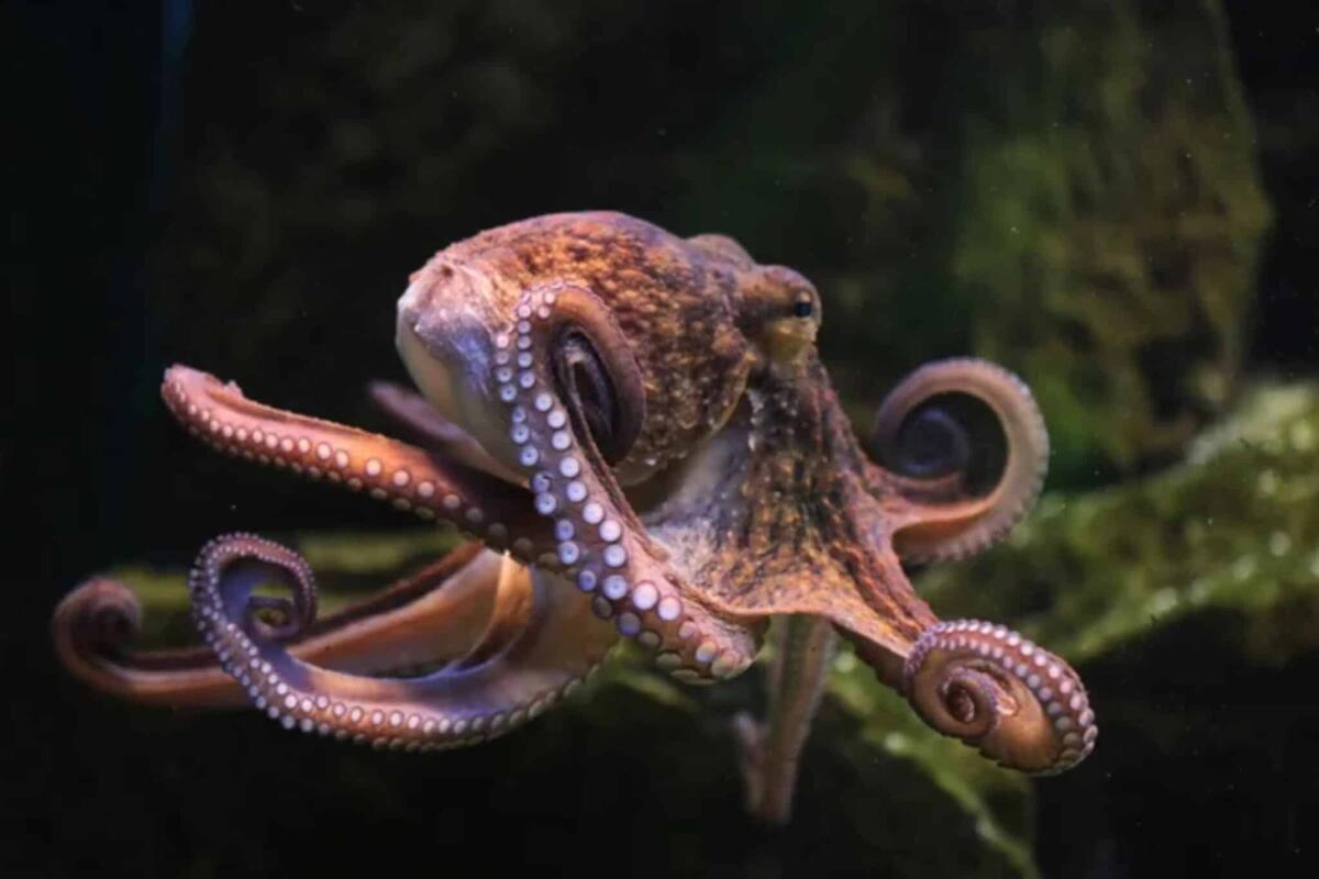 Riproduzione del polpo, usa un tentacolo come organo sessuale - 