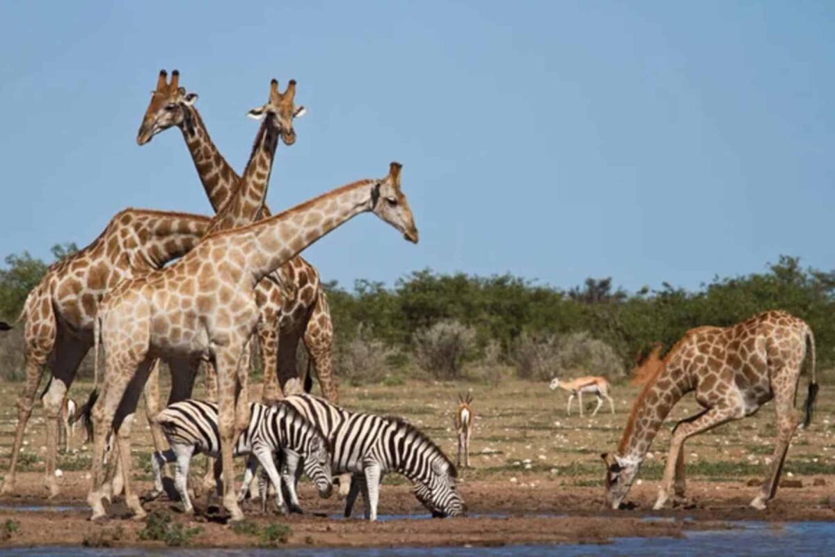 Gli animali selvatici temono l’uomo più degli altri predatori - 