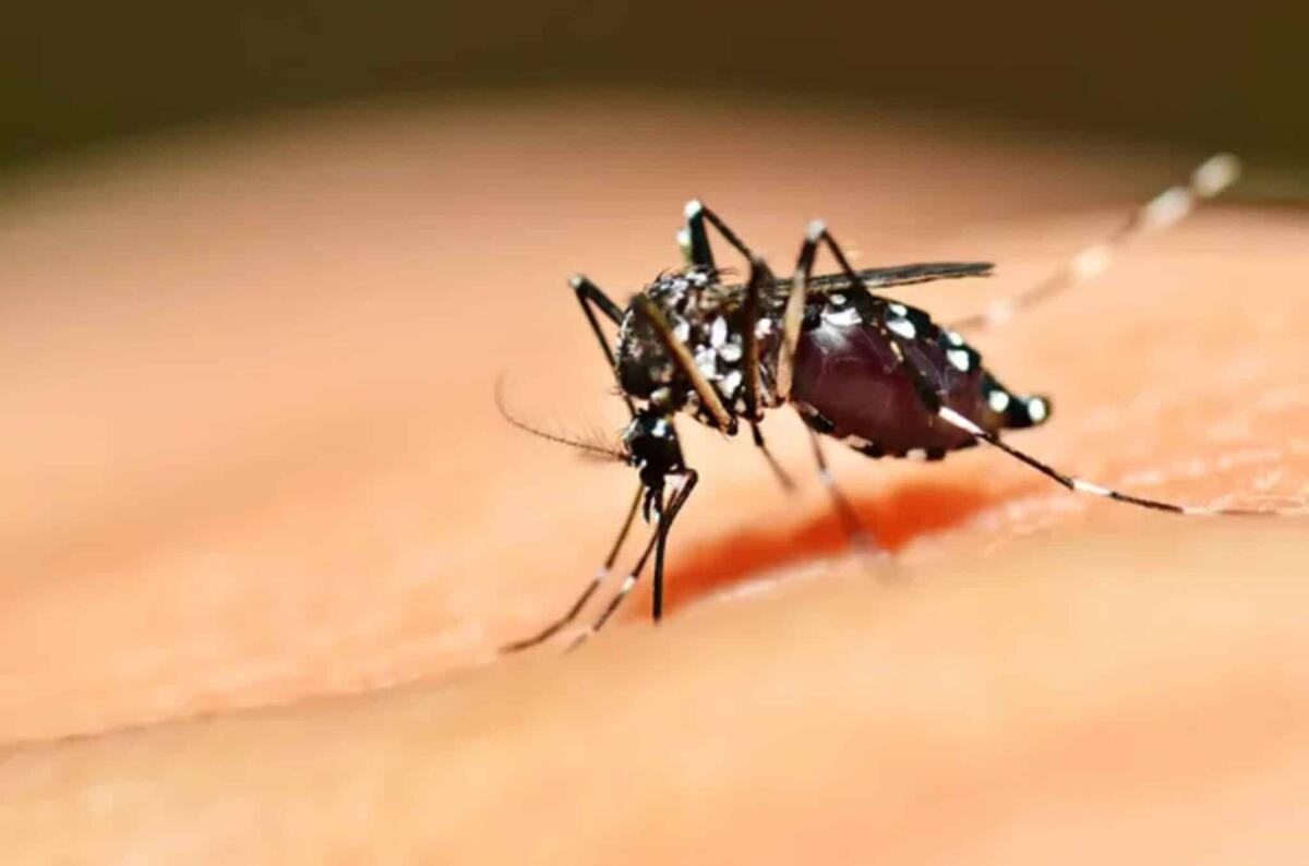 Dengue in Italia: cos'è e quali sono le strategie di prevenzione - 