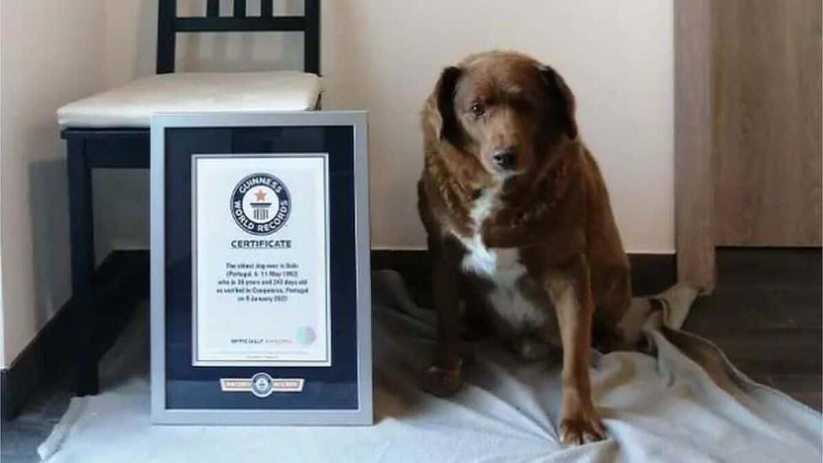 Bobi: il cane più anziano del mondo è morto a 31 anni - 